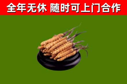 秦皇岛回收散虫草